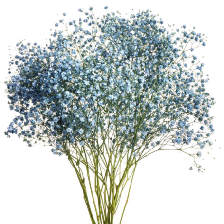 Gypsophila