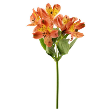 Alstroemeria